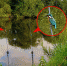 垂钓者拍摄罕见一幕：两只翠鸟同时站在钓竿上 - 西安网