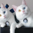 当地时间2019年8月报道，俄罗斯圣彼得堡的双胞胎猫咪Iriss和Abyss同时拥有天生异色瞳，一只眼睛蓝色，一只眼睛金色，再加上它们毛色雪白，颜值又高，萌化人心，让不少人大喊这又是要骗人养猫系列啊!它们的铲屎官Pavel Dyagilev也经常在网络上晒出自家猫咪的生活照，吸引数万粉丝，走红网络。 - 西安网