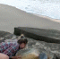 英国情侣海滩解救被困岩石间的巨型绿海龟 - 西安网