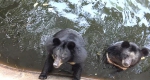 心碎！泰国动物园黑熊在围栏内痛苦挣扎 - 西安网