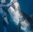 法国潜水员被称“鲨语者” 轻轻一碰可控制鲨鱼 - 西安网