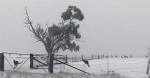 澳大利亚遇罕见大雪 袋鼠集体出动雪地撒欢 - 西安网