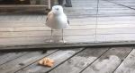 瑞典一只海鸥试图透过玻璃窗吃披萨 无功而返 - 西安网