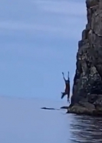 匪夷所思！加拿大一驼鹿掉下悬崖 扎进海里后游走 - 西安网