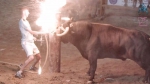 残忍！西班牙公牛牛角被套上金属支架并点火 - 西安网