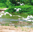 一幅和谐的生态画卷 百余只白鹭 “常住”桃花潭 - 西安网