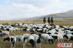 新疆和静启动文旅深度融合 草原版《神奇动物在哪里》引人关注 - 西安网