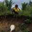 萌化人心！菲律宾一男孩鞋子掉泥里 热心鸭子帮忙捡回 - 西安网