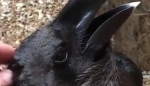挪威一男子发布迷惑视频 分不清是兔还是乌鸦 - 西安网