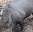 引发众怒！法国动物园一犀牛背遭两游客刻名字 - 西安网