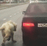 俄罗斯一宠物狗被主人栓在车后拖行 路人报警解救 - 西安网
