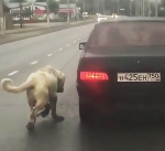 俄罗斯一宠物狗被主人栓在车后拖行 路人报警解救 - 西安网