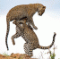 肯尼亚自然保护区一对美洲豹上演“杂技”秀 - 西安网