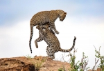 肯尼亚自然保护区一对美洲豹上演“杂技”秀 - 西安网