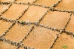 麦草方格里的中国治沙奇迹 - 西安网
