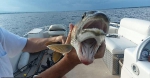 罕见！美国一女子钓鱼时收获“双嘴怪鱼” - 西安网