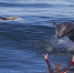 壮观！美国男子曼哈顿海滩冲浪 险些与海豚相撞 - 西安网