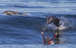 壮观！美国男子曼哈顿海滩冲浪 险些与海豚相撞 - 西安网