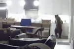美国加州一野熊为觅食半夜闯民居 吓坏屋内少年 - 西安网
