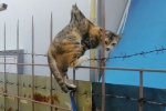 九条命！泰国流浪猫身体被金属栏杆刺穿幸运生还 - 西安网