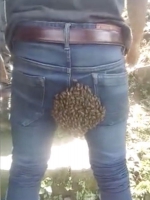 笑岔气！印度一群蜜蜂在小伙臀部筑巢 - 西安网
