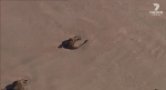 澳大利亚40只袋鼠为躲避山火跳海不幸死亡 横尸海滩 - 西安网
