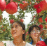 “苹果之乡”陕西省洛川县迎来苹果丰收季 - 人民政府