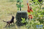 （社会）（1）全国消防救援队伍搜救犬技术比武在济南举行 - 西安网