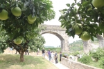 柑橘也有深厚历史文化 网媒行记者在忠县长见识了 - 西安网