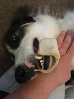 英国一宠物狗啃骨头时下颚被卡住 消防员出动将其解救 - 西安网
