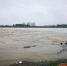 大雨致陕西多地汛情告急 周至河水漫堤上百亩猕猴桃果园受灾 - 西安网