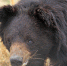 亚洲黑熊遭猎人折磨10年双目失明，被迫与狗殊死搏斗取悦观众 - 西安网