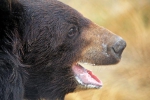 亚洲黑熊遭猎人折磨10年双目失明，被迫与狗殊死搏斗取悦观众 - 西安网