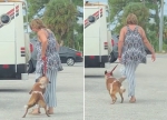 佛罗里达州一女子因虐狗被捕 声称是在“训练” - 西安网