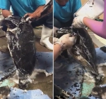 巴西海滩上一只海龟被黑色油性物质覆盖 - 西安网