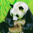 （社会）（1）广州：大熊猫添丁 - 西安网