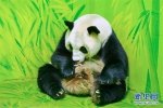 （社会）（1）广州：大熊猫添丁 - 西安网