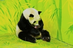 “国宝”新丁贺国庆 大熊猫宝宝叫“国庆” - 西安网