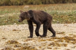 摄影师在加拿大拍到瘦弱灰熊 因气候变化食物剧减绝望觅食 - 西安网