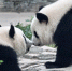 （社会）（1）双胞胎大熊猫“萌宝”和“萌玉”落户北京动物园 - 西安网