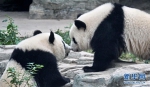 （社会）（1）双胞胎大熊猫“萌宝”和“萌玉”落户北京动物园 - 西安网