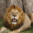 印度男不顾一切跳入动物园围栏挑衅雄狮，称不希望有人来救 - 西安网