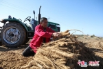 陕西靖边：特色农业做精做细，小杂粮卖出了好价钱 - 西安网