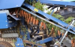 美国内布拉斯加市来大荔考察红萝卜现代机械收获 - 农业机械化信息