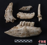 秦岭地区首次发掘出土早期现代人化石 - 陕西新闻