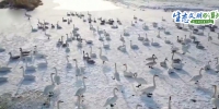 【生态文明@湿地】新疆 江西：给越冬候鸟一个安全的家 - 西安网