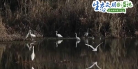 【生态文明@湿地】陕西多地候鸟起舞 冬日美景生机盎然 - 西安网