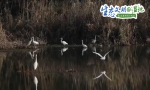 【生态文明@湿地】陕西多地候鸟起舞 冬日美景生机盎然 - 西安网
