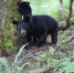 四川卧龙：首次拍到亚洲黑熊哺乳画面 - 西安网