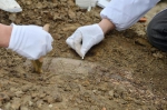 2019全国十大考古新发现候选出炉，陕西入围6个，都挖了啥？ - 西安网